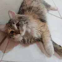 واگذاری رایگان گربه موبلند