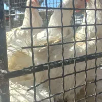 مرغ قربانی|حیوانات مزرعه|کرج, کمالشهر|دیوار