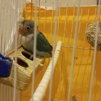 طوطی کوتوله|پرنده|مشهد, سیلو|دیوار