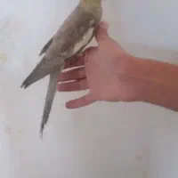 عروس هلندی دستی|پرنده|رباطکریم, شترخوار|دیوار