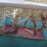 عروس هلندی