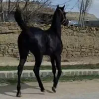 اسب آخال ایرانی با مدرک فدراسیونی|اسب و تجهیزات اسبسواری|مشهد, پایگاه شکاری|دیوار