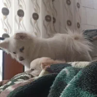 توله پامرین|سگ|تهران, کیانشهر|دیوار