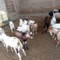 کهره وبره وبزصومال با کهره نر مخصوص داشت|حیوانات مزرعه|قشم, |دیوار