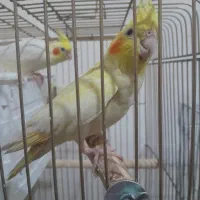 عروس هلندی نر و ماده