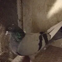 یک ماده سبز ساعتی بفروش میرسد