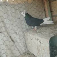 کبوتر شازده