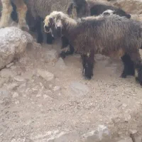 فروش ۱۲ راس بره  ماده داشتی چاق کیلو ۷۲۰