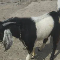 نری جوان و سرحال|حیوانات مزرعه|رودخانه, |دیوار