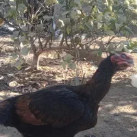 مرغ محلی|حیوانات مزرعه|میناب, |دیوار