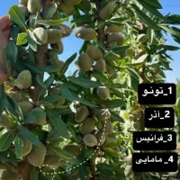 نهال های بارده ومثمر