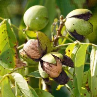 گردو اصل چهارمحال و بختیاری|خوردنی و آشامیدنی|تهران, چیتگر شمالی|دیوار