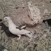 کبوتر چنگ موشی|پرنده|شیراز, کاراندیش|دیوار