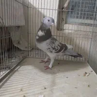 ماده شامی زیل وطوقی