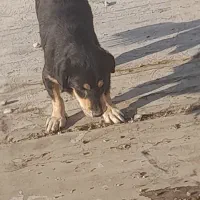 سگ پاکوتاه|سگ|تهران, نعمت‌آباد|دیوار