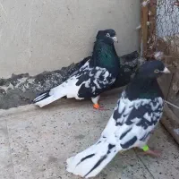 کفتر کله سیاه