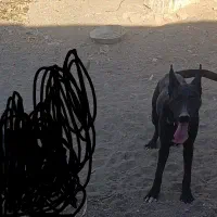 سگ اصیل نگهبانی(میکس گریدین و دوبرمن)|سگ|سیرجان, |دیوار