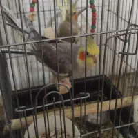 عروس هلندی و طوطی برزیلی|پرنده|همدان, |دیوار