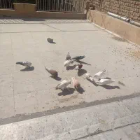 کبوتر|پرنده|قم, سالاریه|دیوار