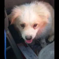 یک عدد ماده پاکوتا معامله با کبوتر