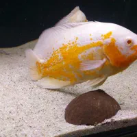 ماهی اسکار البینو معاوضه با پرت