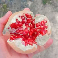 فروش ۳الی۴ تن انار درجه یک