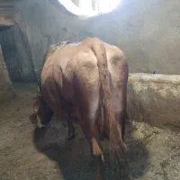 گاو سیمینتال شیری ۲عدد|حیوانات مزرعه|سرشیو, |دیوار