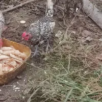 فروش تخم مرغ سیبرایت مینیاتوری نطفه دار|حیوانات مزرعه|ساری, |دیوار