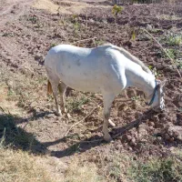 اسب سواری باری|اسب و تجهیزات اسبسواری|سقز, |دیوار