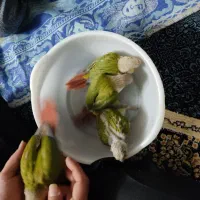 جوجه گرینچیک|پرنده|مشهد, رضاییه|دیوار