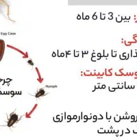 پودر سوسک کش صد در صد جوابدهی