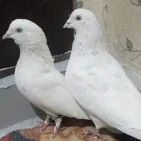 کبوتر پرشی|پرنده|کرج, بنیاد|دیوار