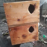 لانه نراد طوطی عروس،گرینچیک