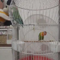 طوطی برزیلی