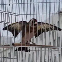 سهره دورگ کرمانی