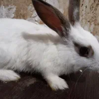 خرگوش میکس چشم اشکی|موش و خرگوش|گرگان, |دیوار