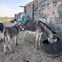 شیرالاغ شیرخر درحضورمشتری تازه