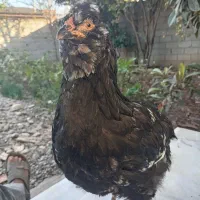 مرغ گلین|حیوانات مزرعه|خان ببین, |دیوار