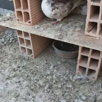 کفتر|پرنده|اسلام‌شهر, شهرک واوان|دیوار