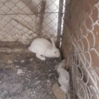 بچه خرگوش وبزرگ|موش و خرگوش|بم, |دیوار