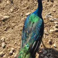 طاووس ابلغ