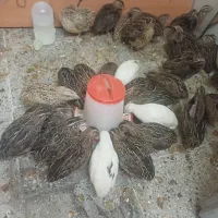 جوجه بلدرچین بالغ