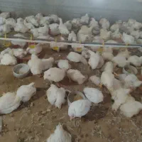 تعدادی جوجه ی گوشتی|حیوانات مزرعه|شیروان (خراسان), |دیوار