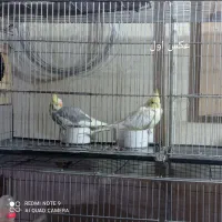 عروس هلندی مولد