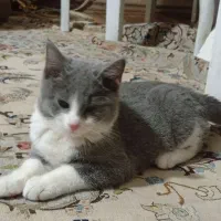 واگذاری بچه گربه