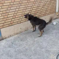 واگذارسگ نگهبان|سگ|قرچک, ولی آباد|دیوار