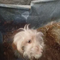 سگ زینتی|سگ|آران و بیدگل, |دیوار