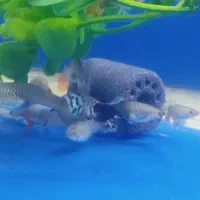 گوپی و انجل و بچه گوپی حراج