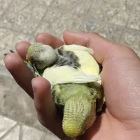 دو عدد جوجه مرغ عشق نیمه رام