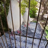 یک جفت کفتر